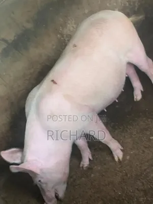Pure Large White Pregnant Pig