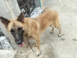 6-12 months Male Purebred German Shepherd