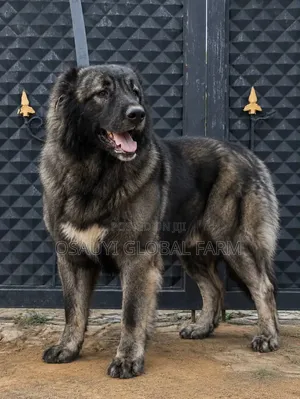 1+ year Male Purebred Caucasian Shepherd