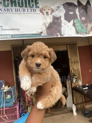 1-3 months Female Purebred Lhasa Apso