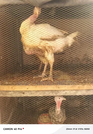 English Turkeys for Sell