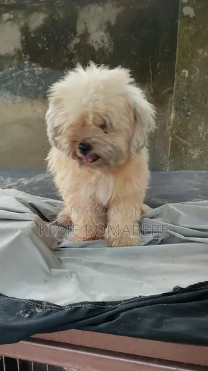 1+ year Male Purebred Lhasa Apso