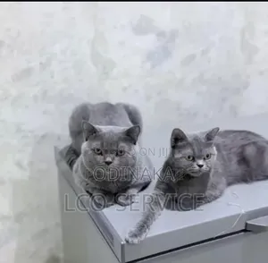 3-6 months Male Purebred Persian