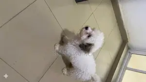 3-6 months Female Purebred Lhasa Apso