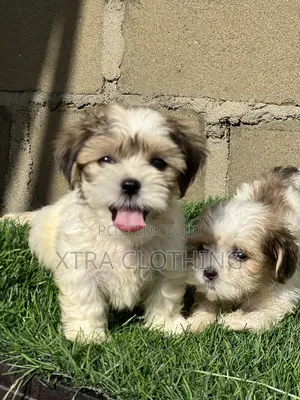 1-3 months Male Purebred Lhasa Apso