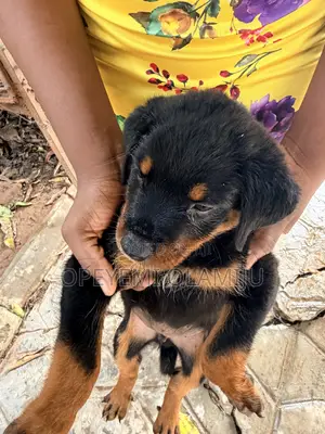 1-3 months Male Purebred Rottweiler