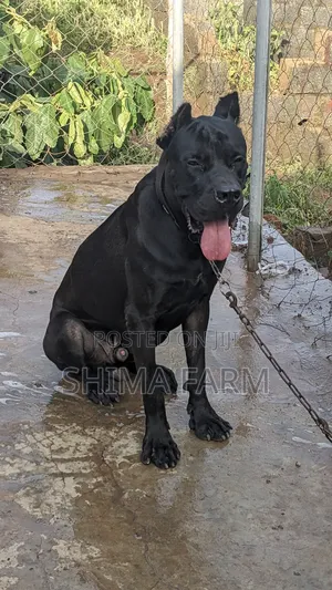 1+ year Male Purebred Cane Corso
