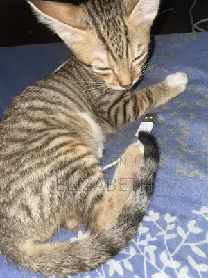 1-3 months Male Mixed Breed Tabby