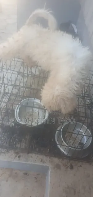 3-6 months Female Purebred Lhasa Apso