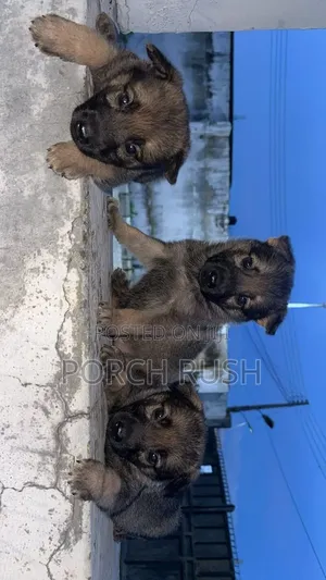 0-1 month Female Purebred German Shepherd