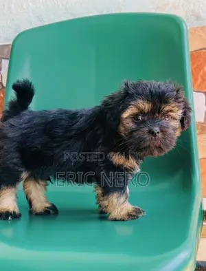 1-3 months Male Purebred Lhasa Apso