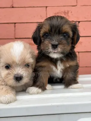 1-3 months Female Purebred Lhasa Apso