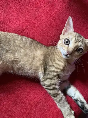 1+ year Female Purebred Tabby