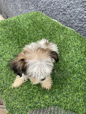 1-3 months Male Purebred Lhasa Apso