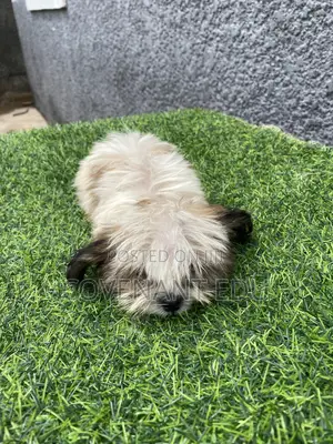 1-3 months Male Purebred Lhasa Apso