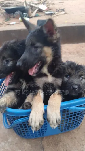 1-3 months Female Purebred German Shepherd