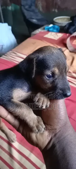 1-3 months Male Mixed Breed Miniature Pinscher