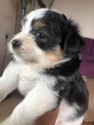3-6 months Female Purebred Lhasa Apso