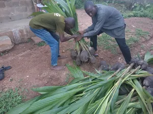 Dwarf and Hybrid Coconut Seedlings for Sell