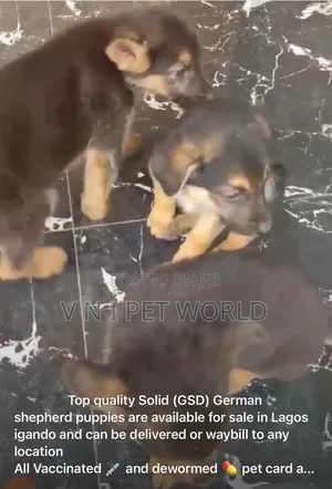1-3 months Female Purebred German Shepherd