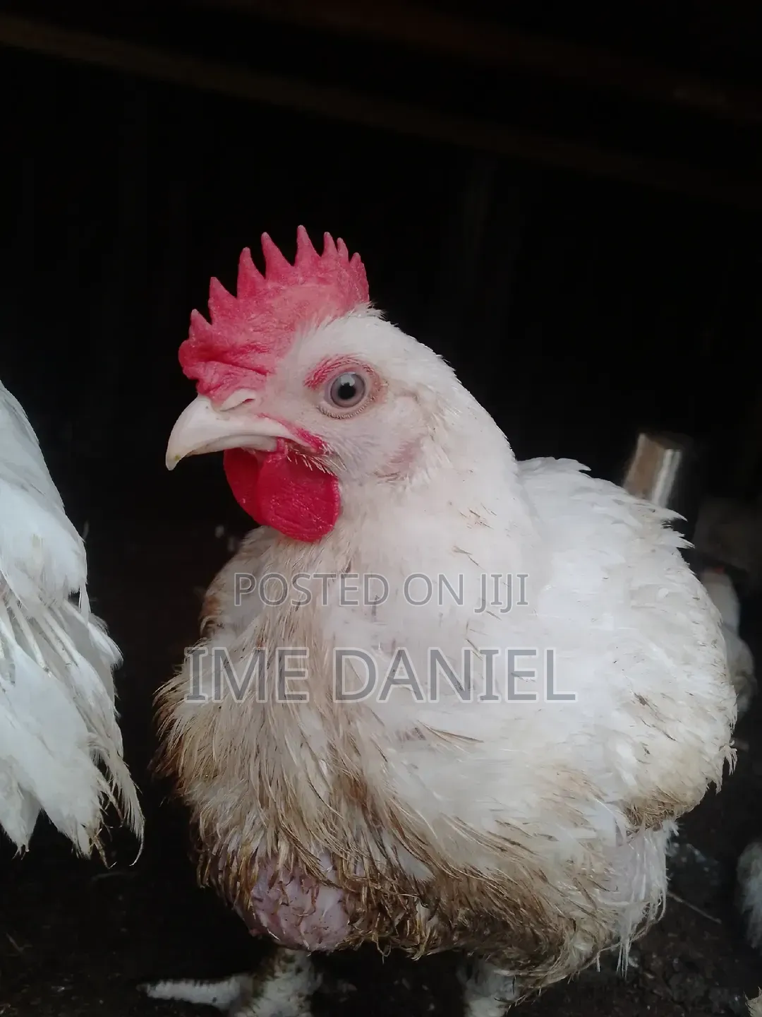 Two Months Broilers