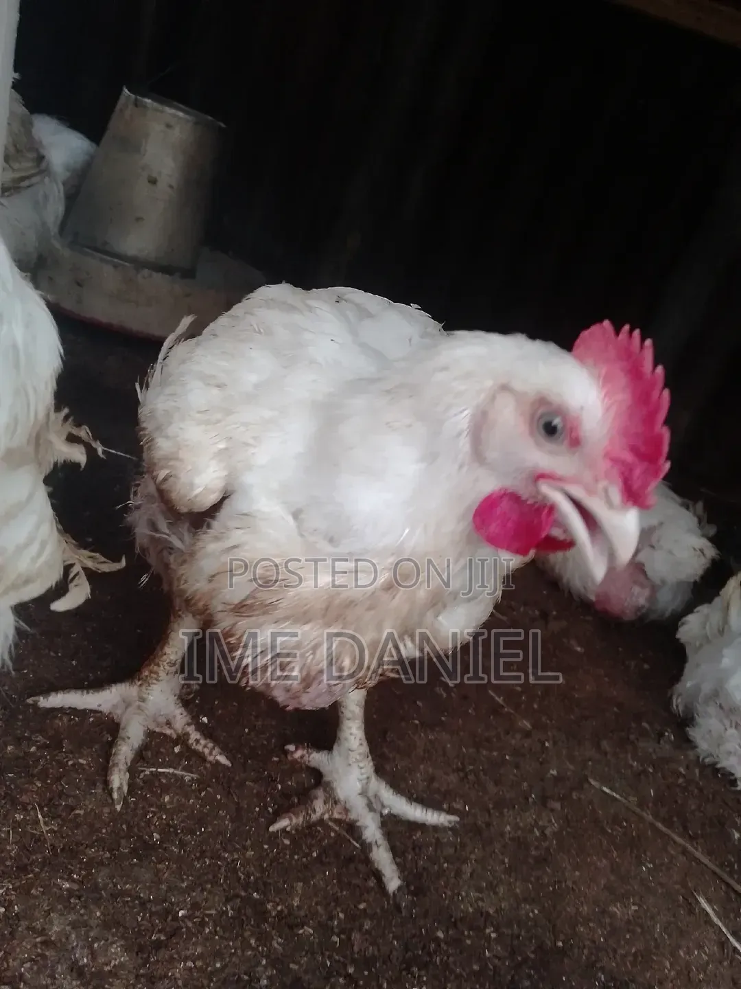 Two Months Broilers