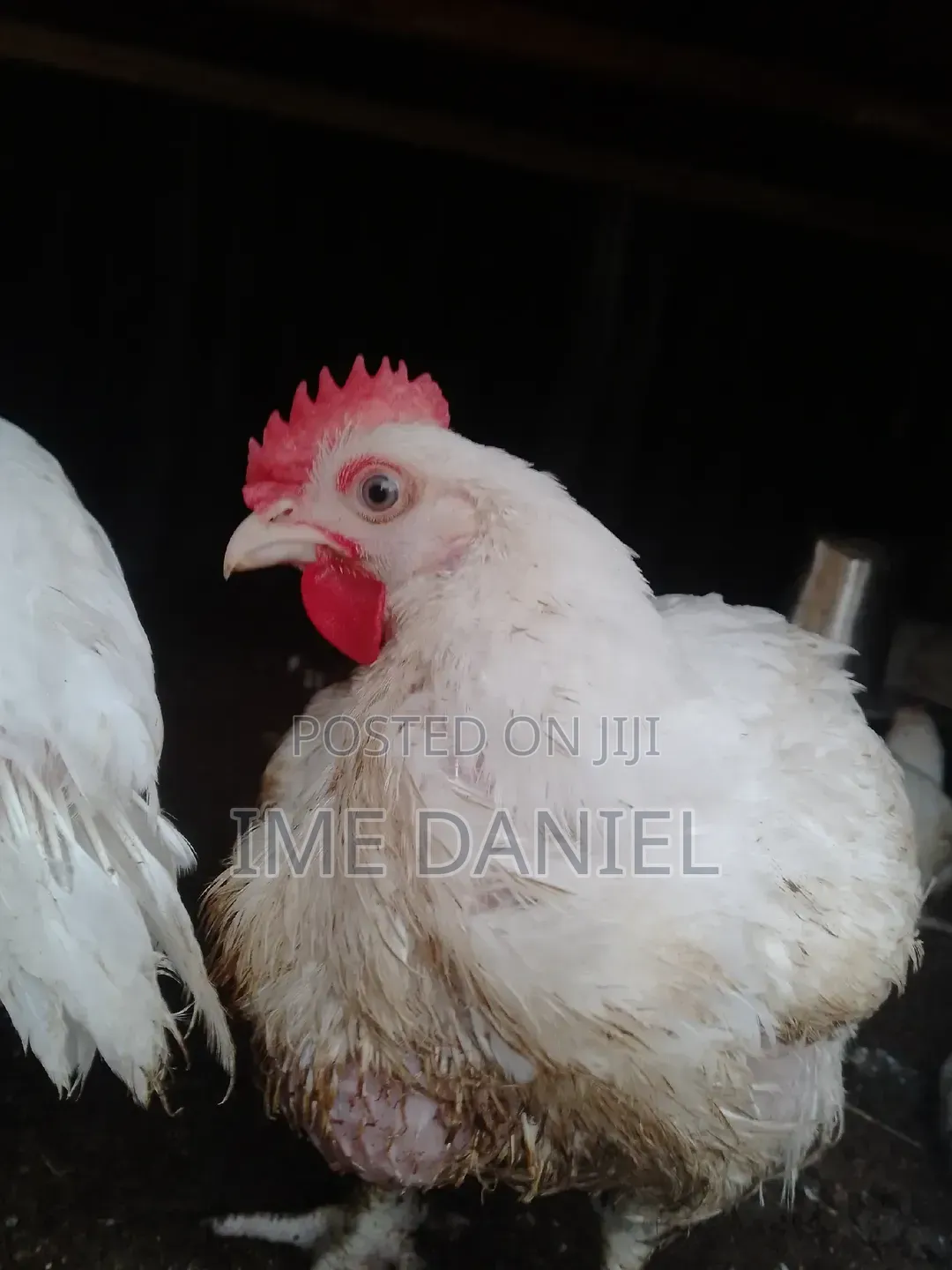 Two Months Broilers