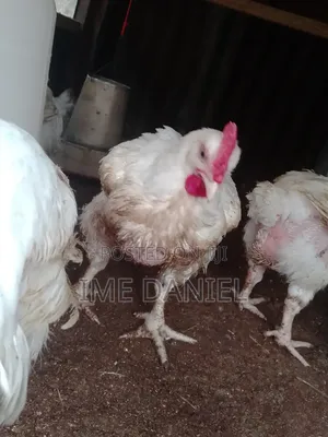 Two Months Broilers