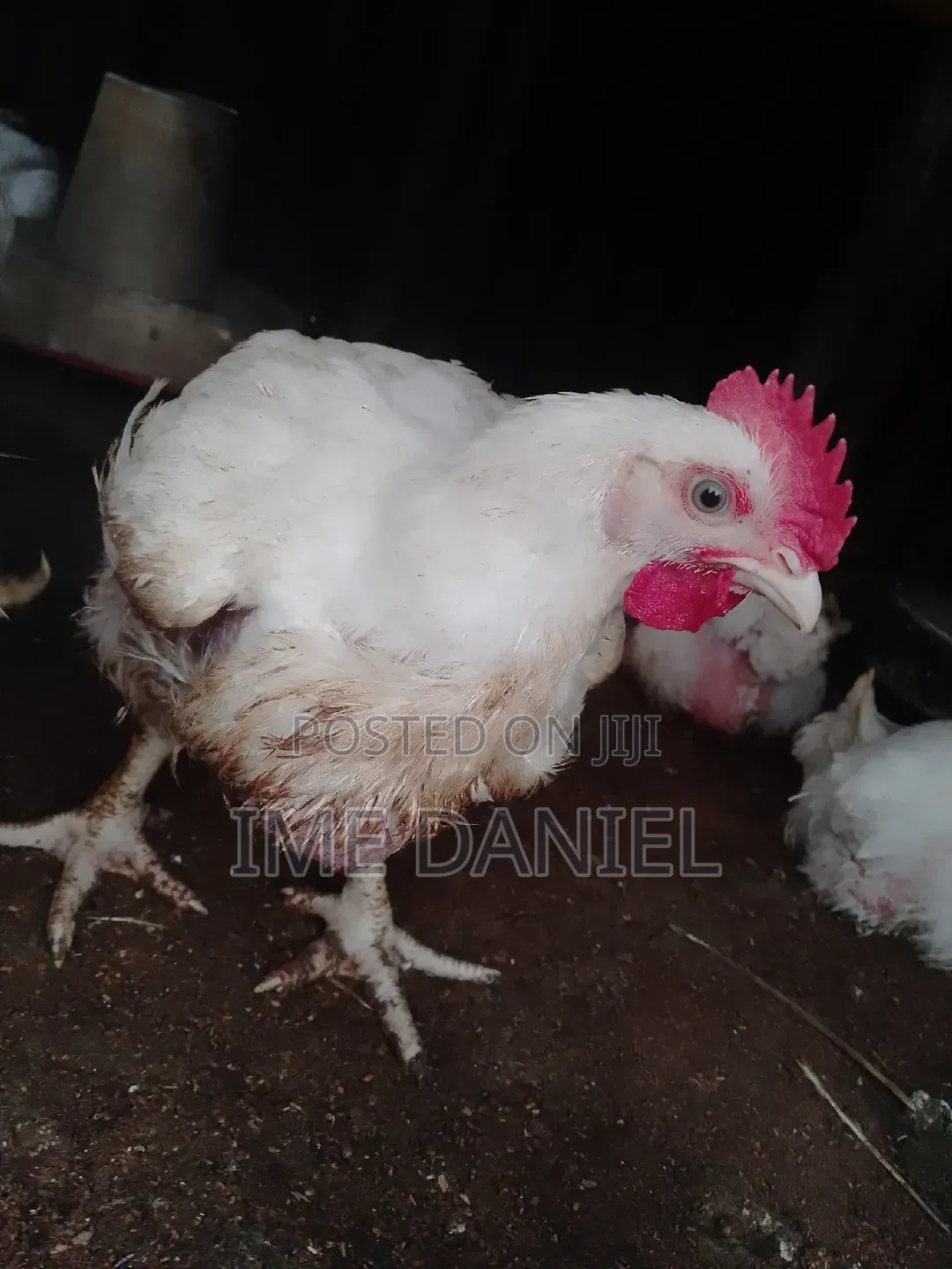 Two Months Broilers