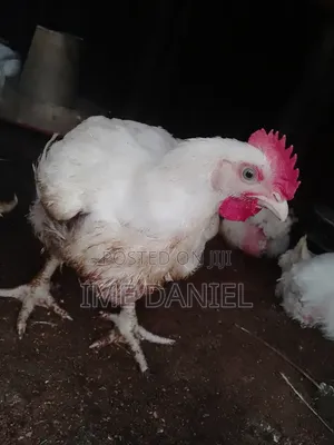 Two Months Broilers
