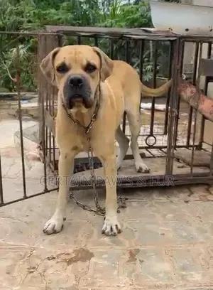 1+ year Male Purebred Boerboel