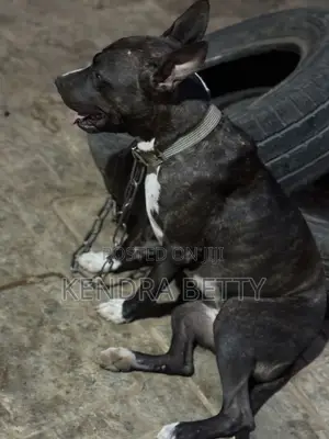 1+ year Female Mixed Breed American Pit Bull Terrier