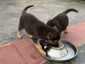 1-3 months Male Purebred German Shepherd