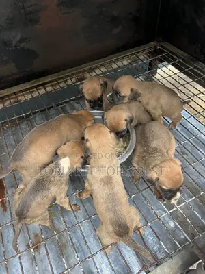 1-3 months Male Purebred American Pit Bull Terrier