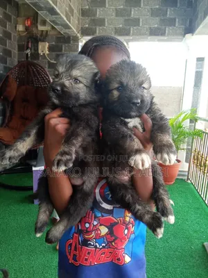 1-3 months Female Purebred Caucasian Shepherd