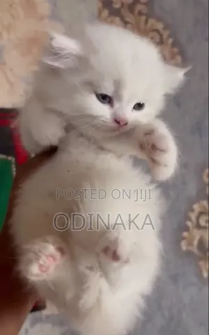 3-6 months Male Purebred Persian