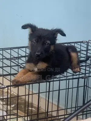 1-3 months Female Purebred German Shepherd