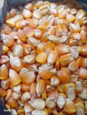 Bag of Clean Yellow Corn