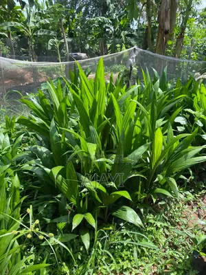 Terena Oil Palm Seedlings Available for Harvesting After of Planting