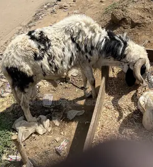 Healthy Rams for Sale