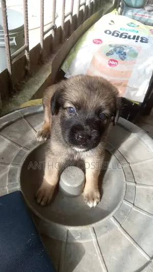 0-1 month Female Mixed Breed Caucasian Shepherd
