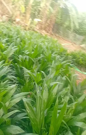 Terena Oil Palm