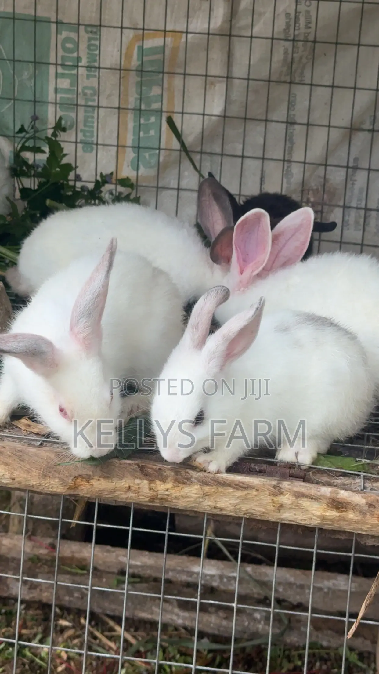 Rabbit for Sale Sapele