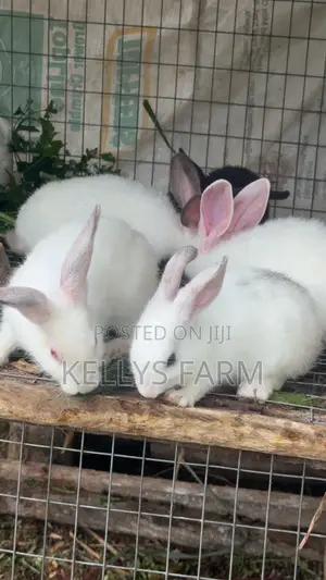 Rabbit for Sale Sapele