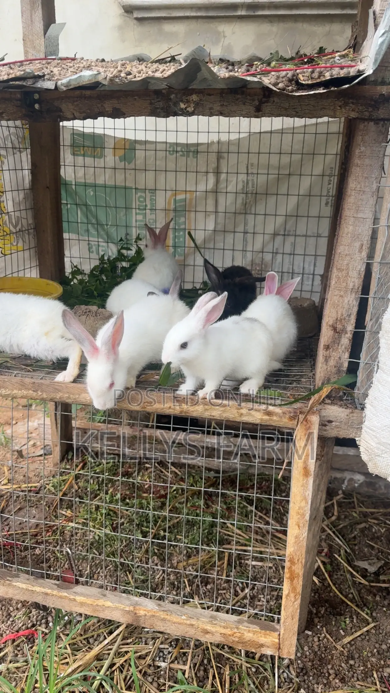 Rabbit for Sale Sapele