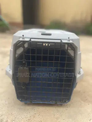 1-3 months Male Purebred Dog