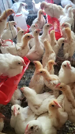 5 Weeks Old Cockrels