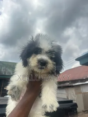 1-3 months Male Purebred Lhasa Apso
