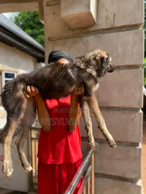 1-3 months Male Purebred Caucasian Shepherd