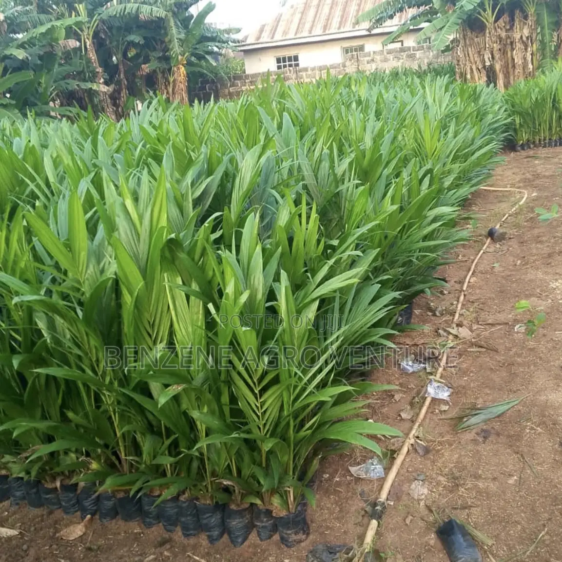 Palm Seeds and Seedling